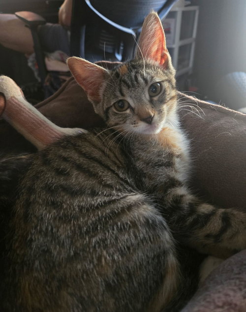 Fumee, an adoptable Tortoiseshell in Seal Beach, CA