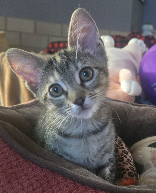 Blazelet, an adoptable Tortoiseshell in Seal Beach, CA