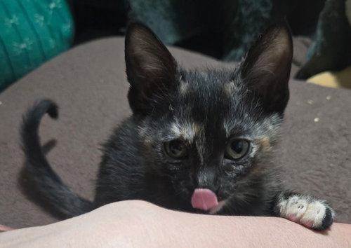 Cinderelle, an adoptable Tortoiseshell in Seal Beach, CA