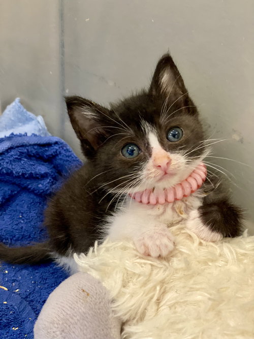 Ella, Baby Domestic Short Hair (short coat), cat for adoption in La Puente, California