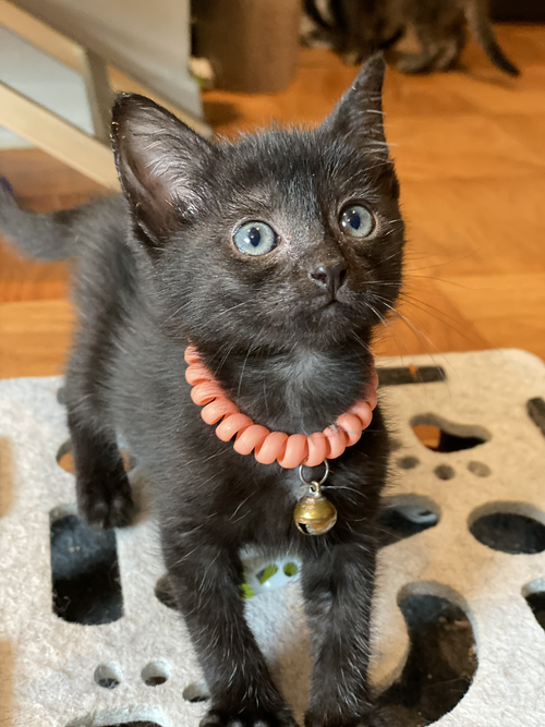 Langley, Baby Domestic Short Hair (short coat), cat for adoption in La Puente, California