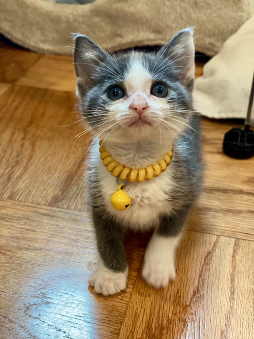 Riley, Baby Domestic Short Hair (short coat), cat for adoption in La Puente, California
