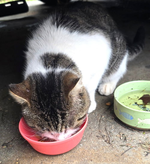 Nugget, Domestic Short Hair / Mixed (short coat), cat for adoption in Alhambra, California