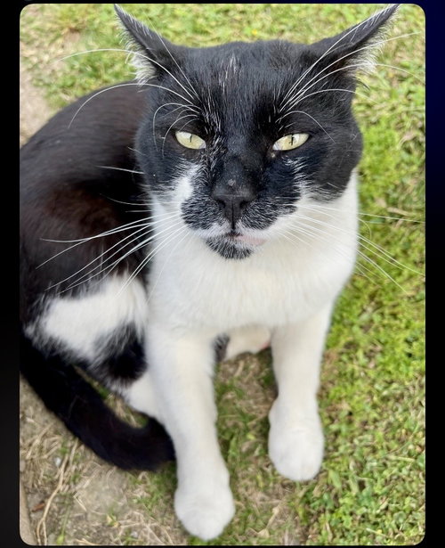 Mr. Mustache, Domestic Short Hair, cat for adoption in Alhambra, California