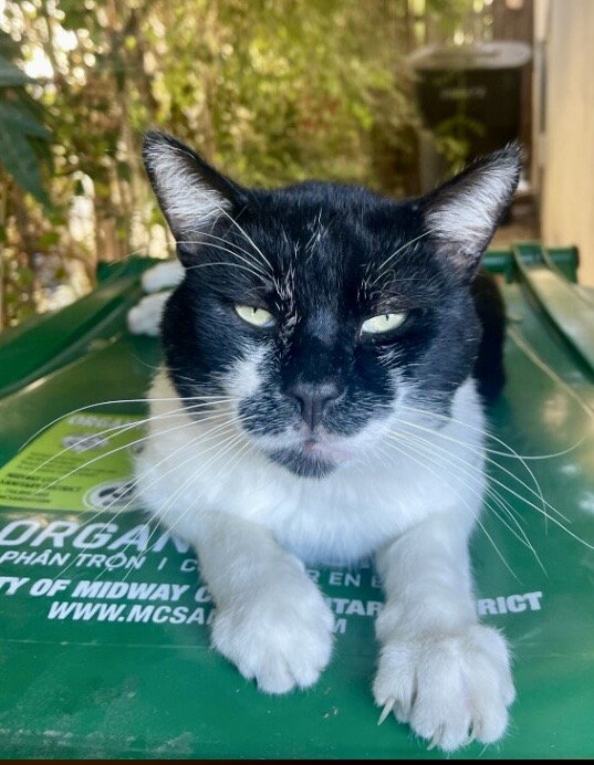 Mr. Mustache