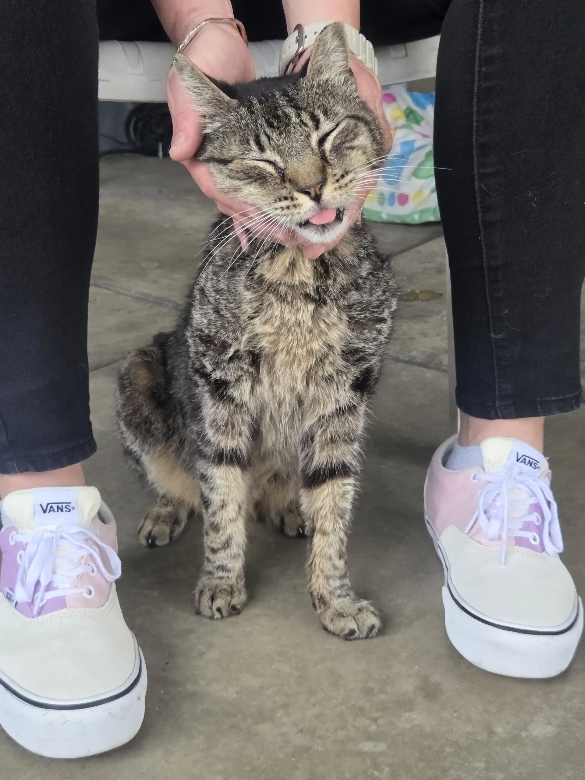 Zz Tigger image 1