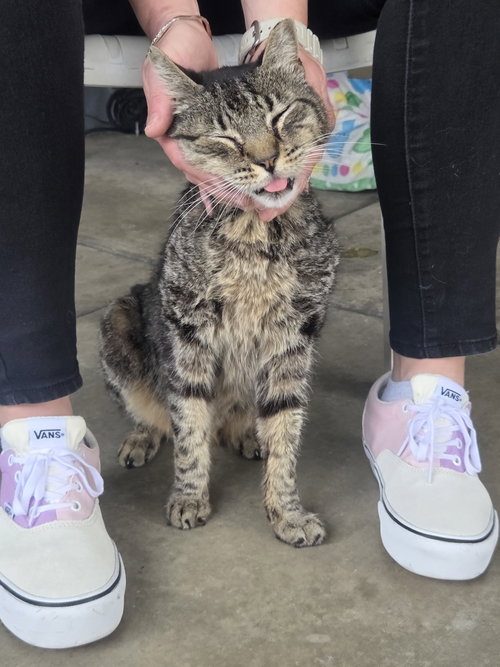 Tigger, an adoptable Tabby in Seal Beach, CA