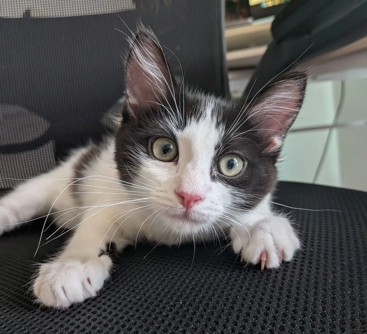Oreo - Domestic Short Hair