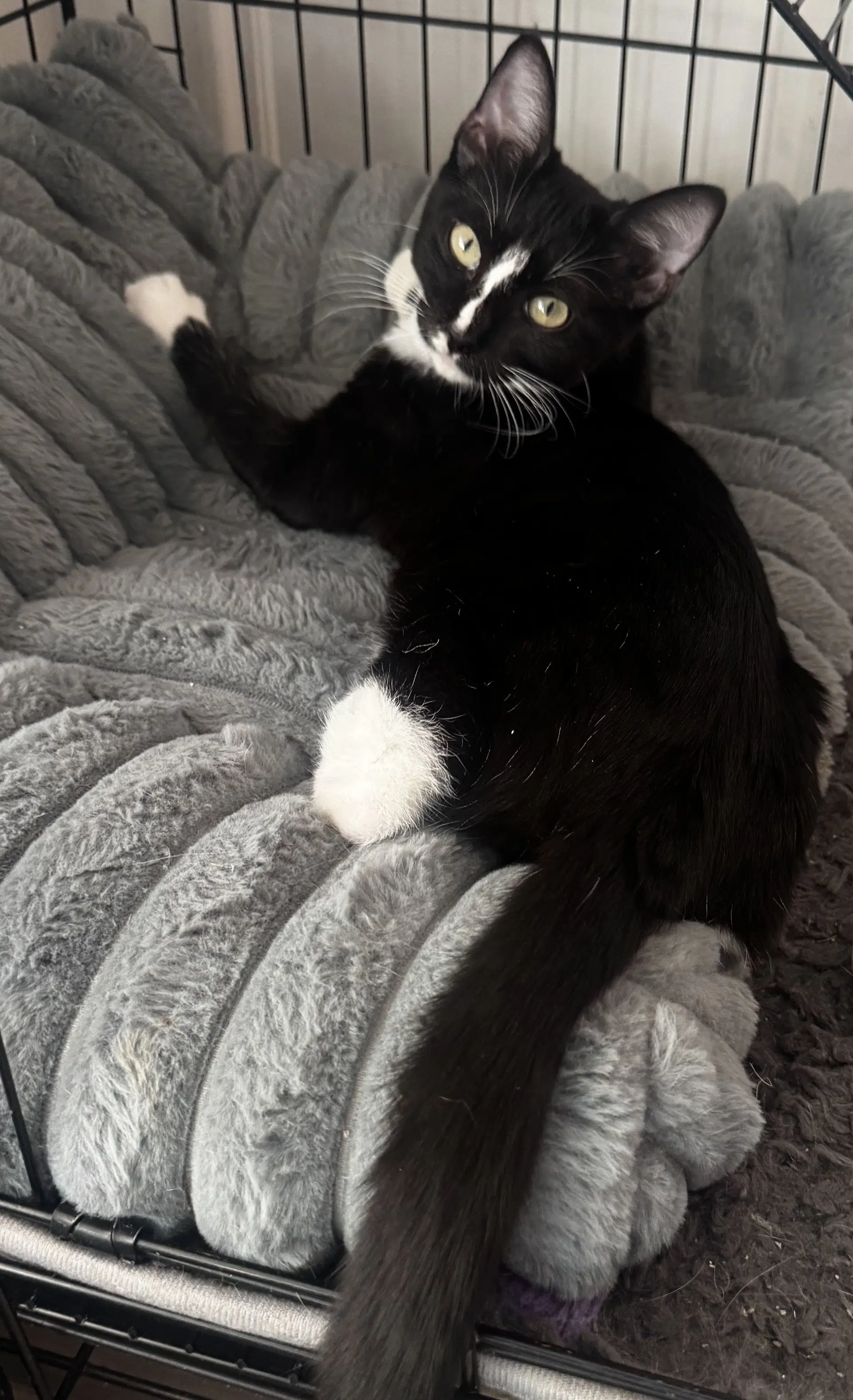 Whiskers image 1