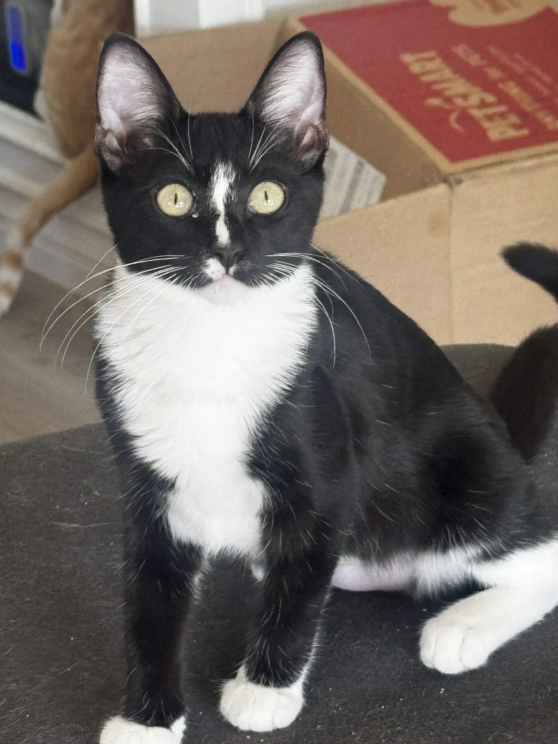 Whiskers image 2
