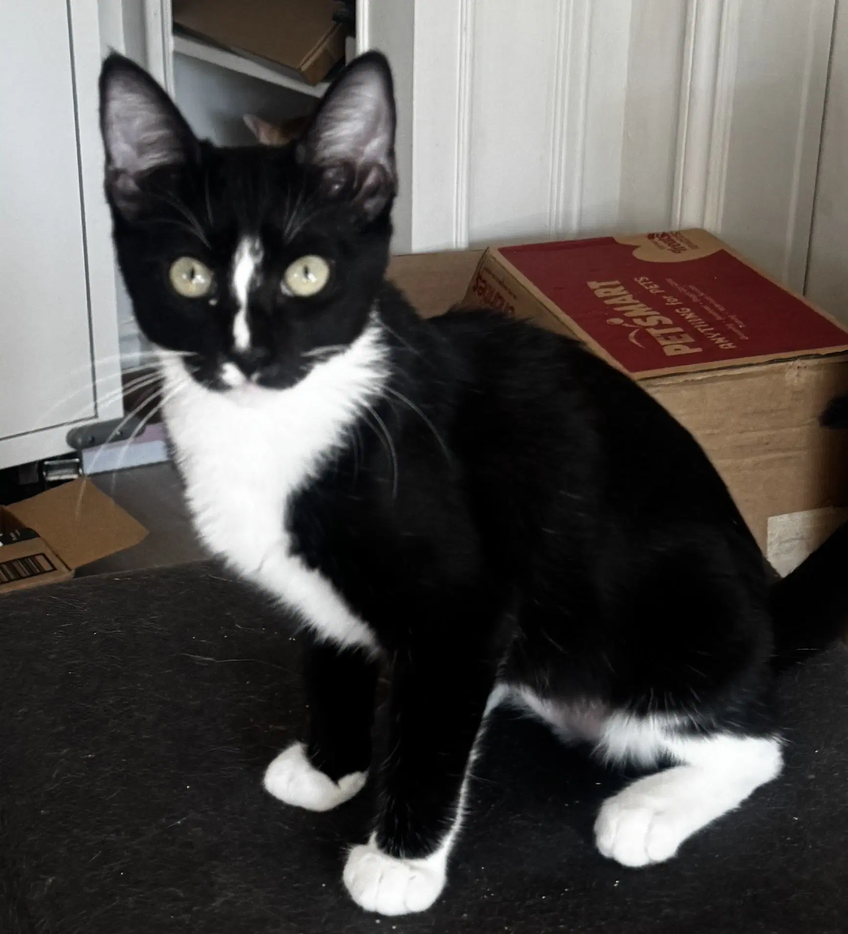 Whiskers image 3