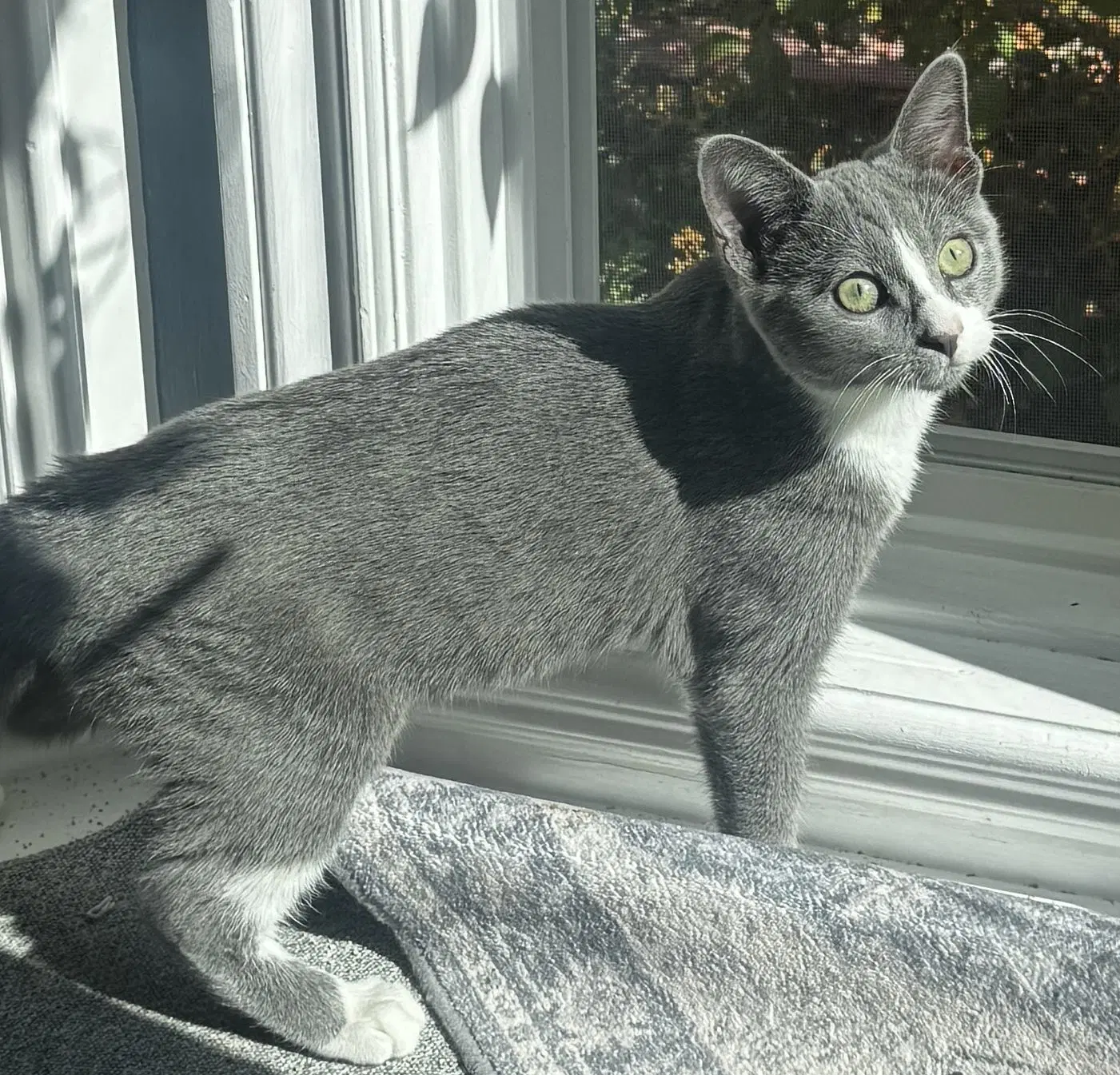 Mittens - Domestic Short Hair