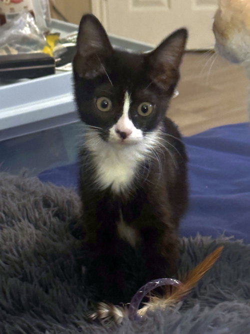 Freckles, Baby Domestic Short Hair (short coat), cat for adoption in La Puente, California