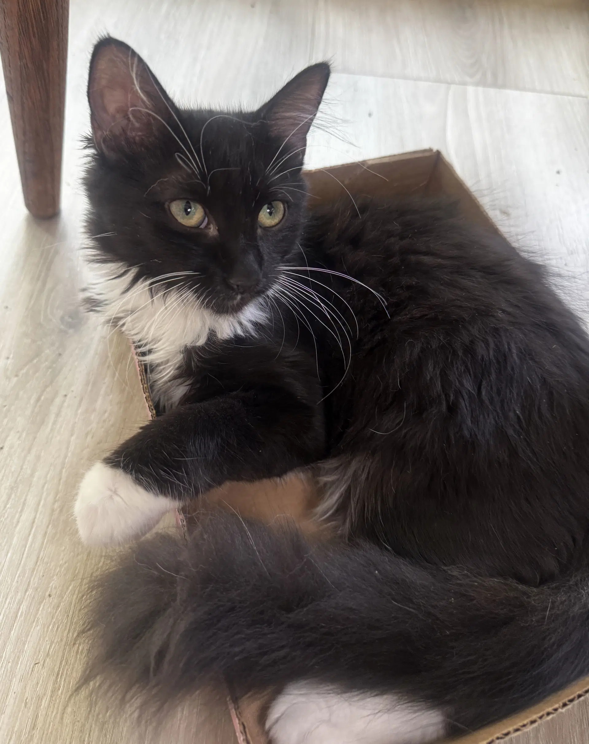 Moxie - Domestic Medium Hair
