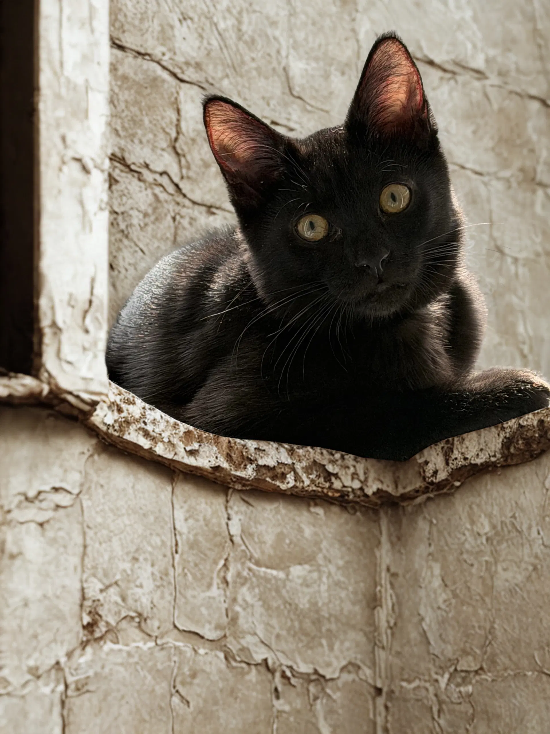 Leila - Domestic Short Hair