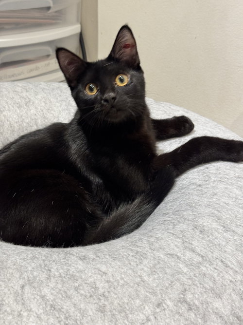 Leila, Domestic Short Hair