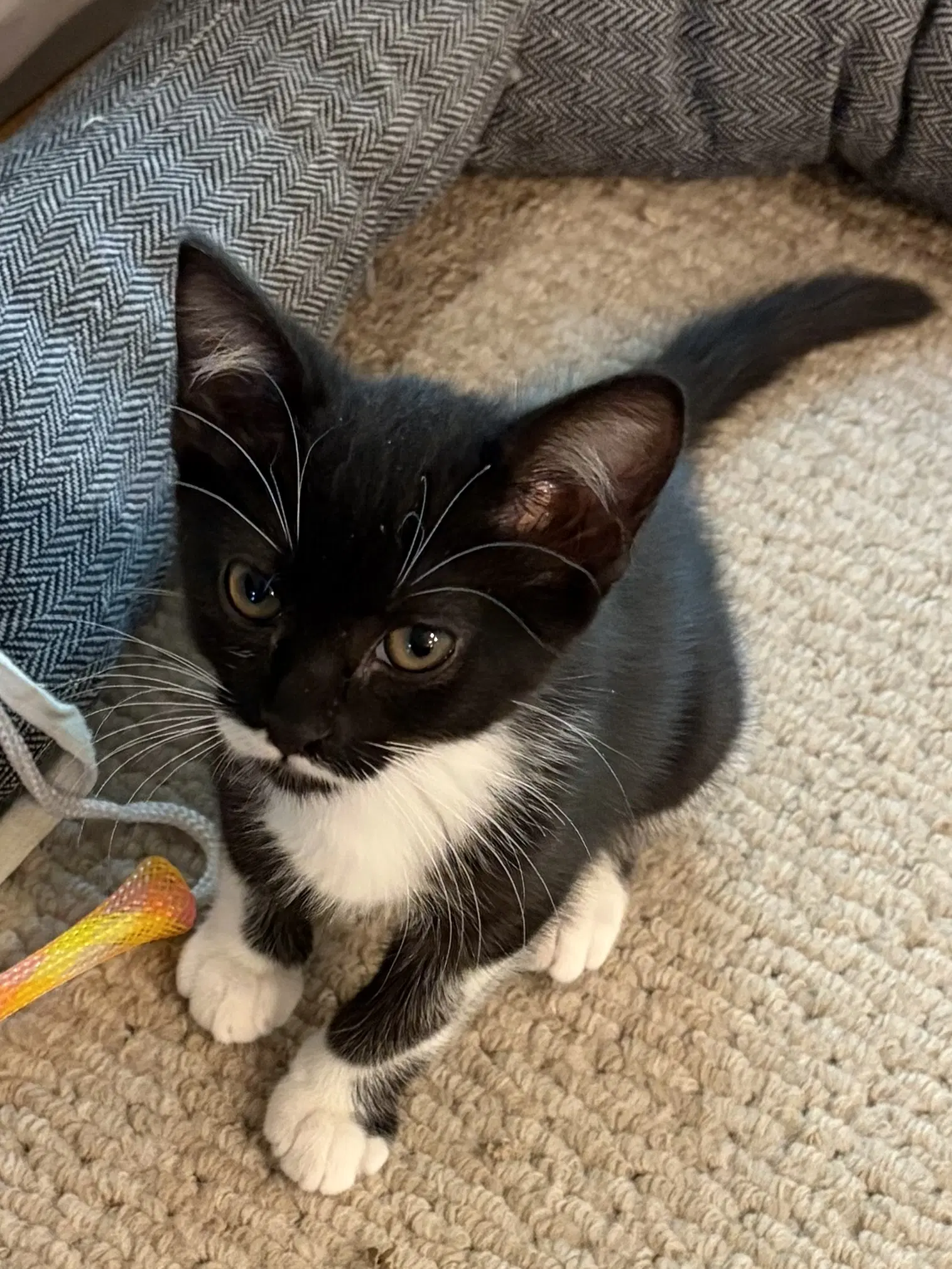 Stormie - Domestic Short Hair
