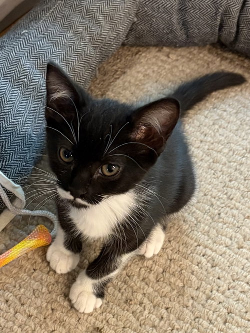 Stormie, a cat for adoption from Helen Sanders Cat Protection and Welfare Society