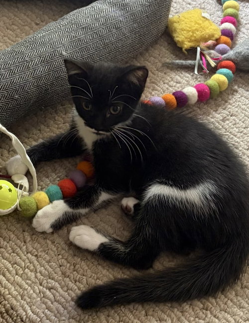 Photo 2 of Stormie