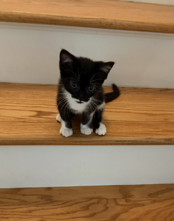 Stormie