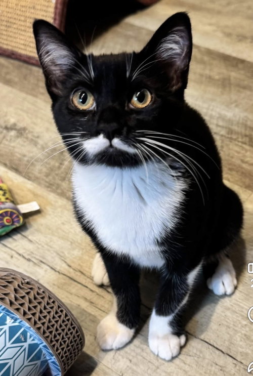 Stormie, Domestic Short Hair (short coat)