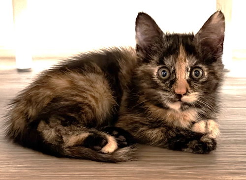 Mabel, an adoptable Tortoiseshell in Seal Beach, CA