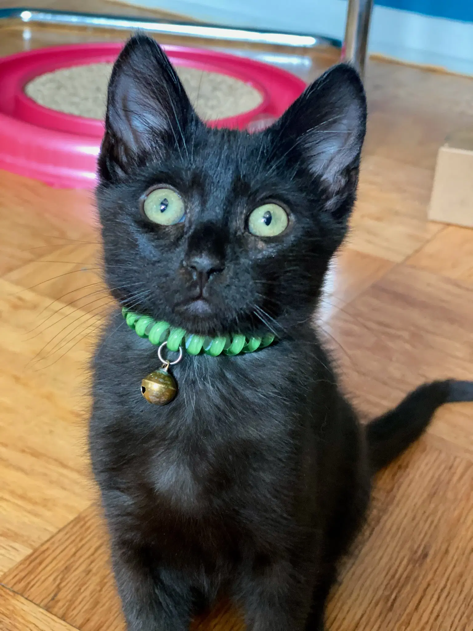 Elvis - Domestic Short Hair