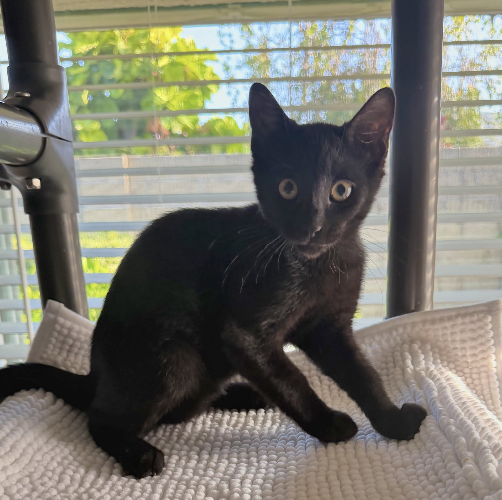 Berlioz, Domestic Short Hair
