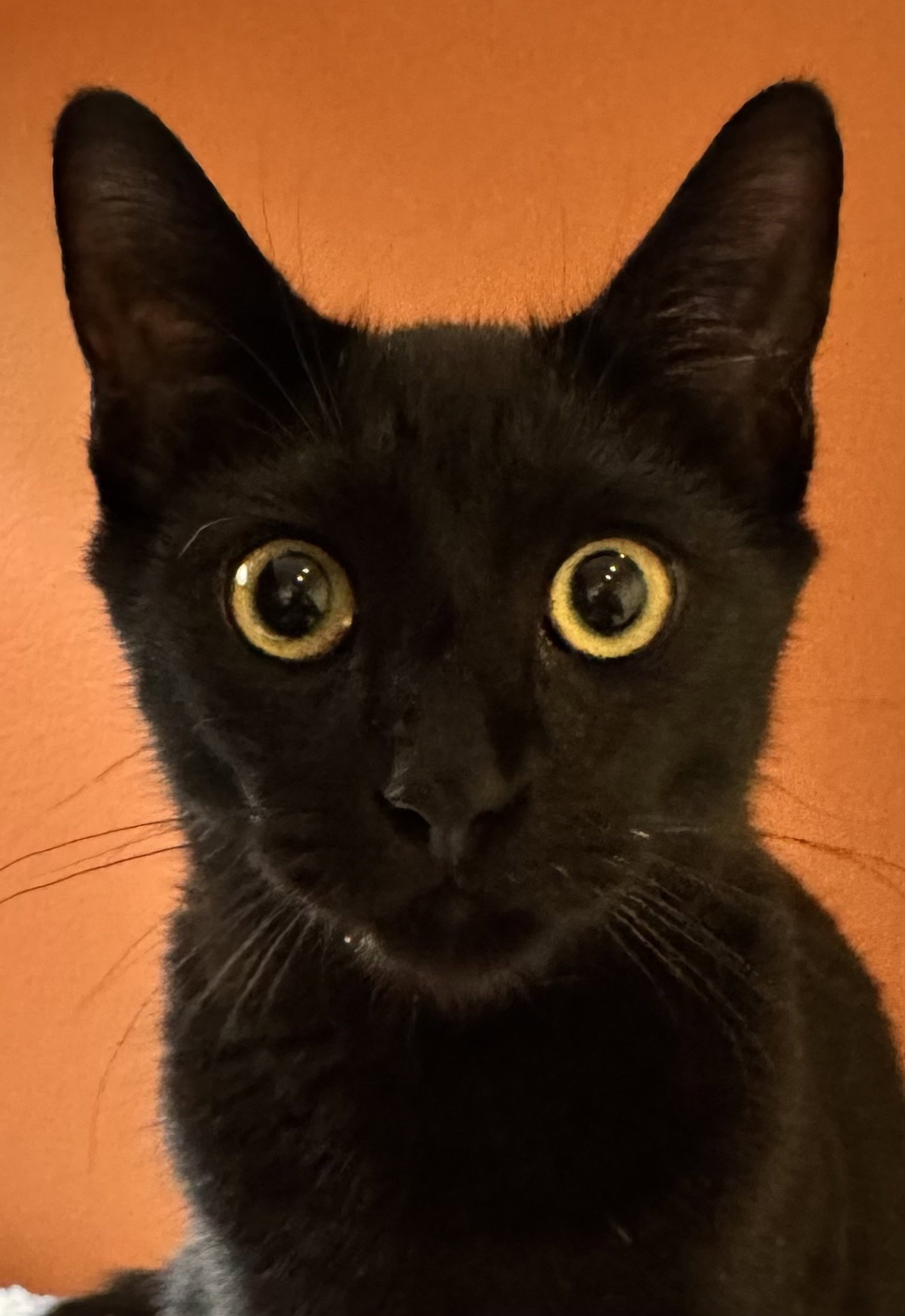 Berlioz, photo 2