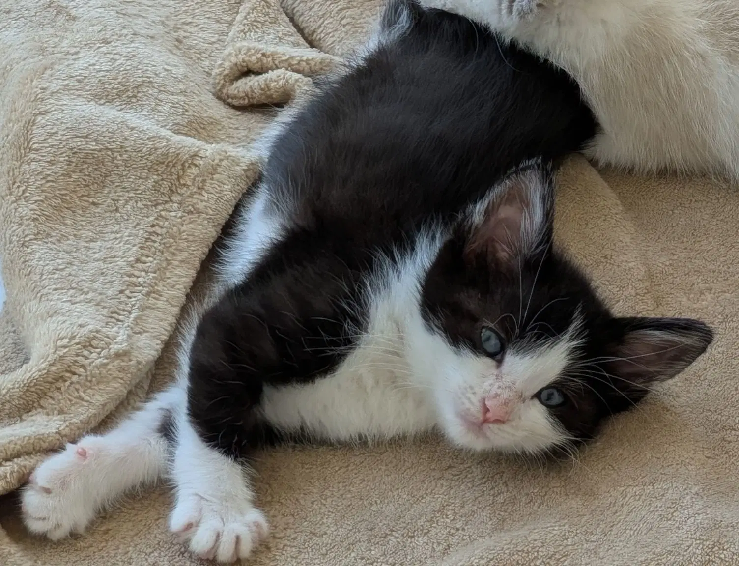 Flopsy image 3