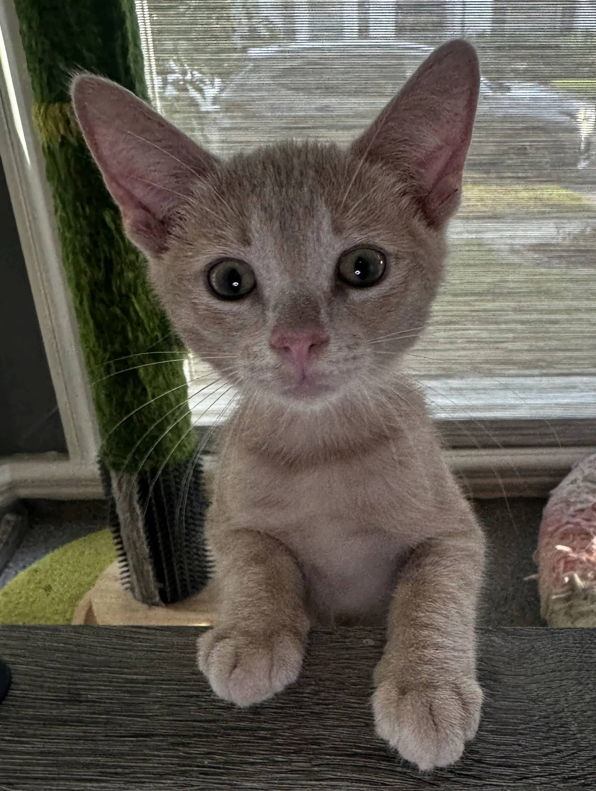 Wally - Domestic Short Hair
