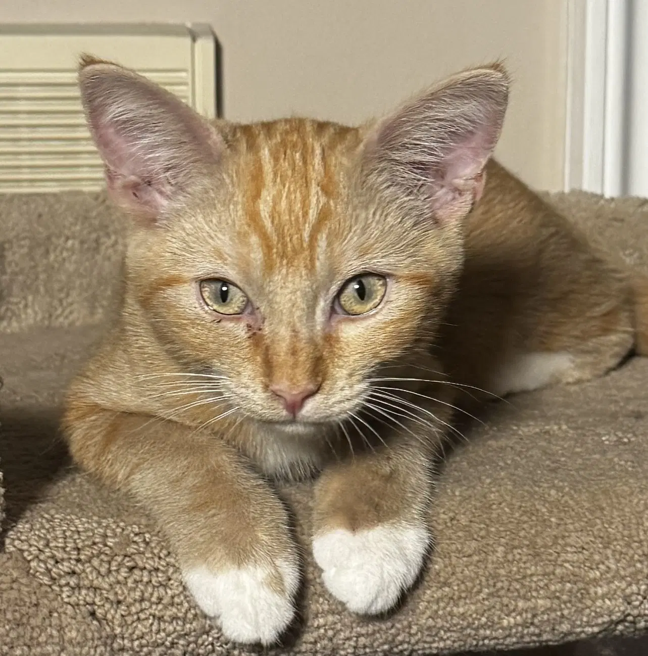 Willie - Domestic Short Hair