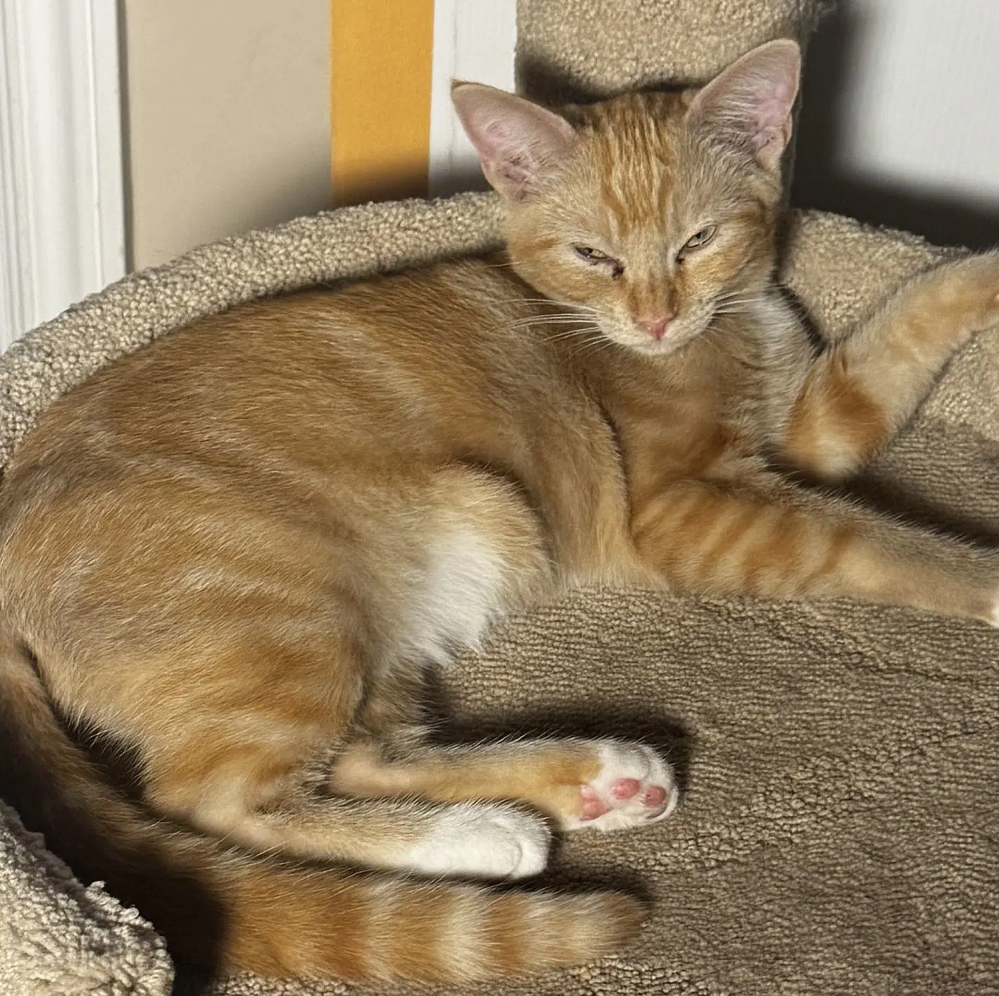Willie image 3