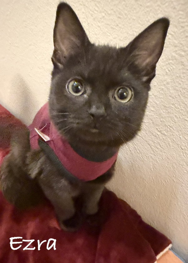 Ezra