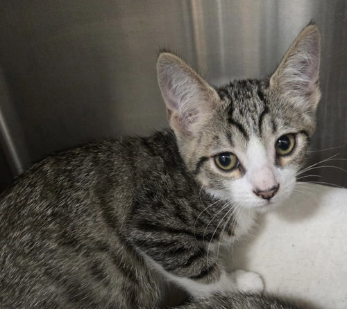Shy Boy, an adoptable Domestic Short Hair in Seal Beach, CA