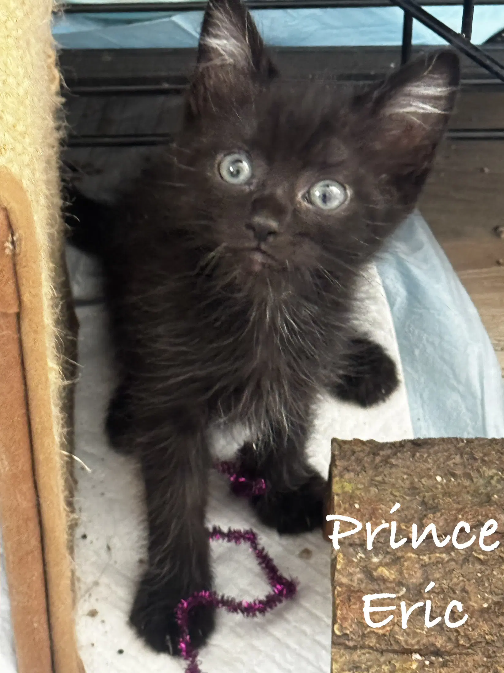 Prince Eric - Domestic Short Hair