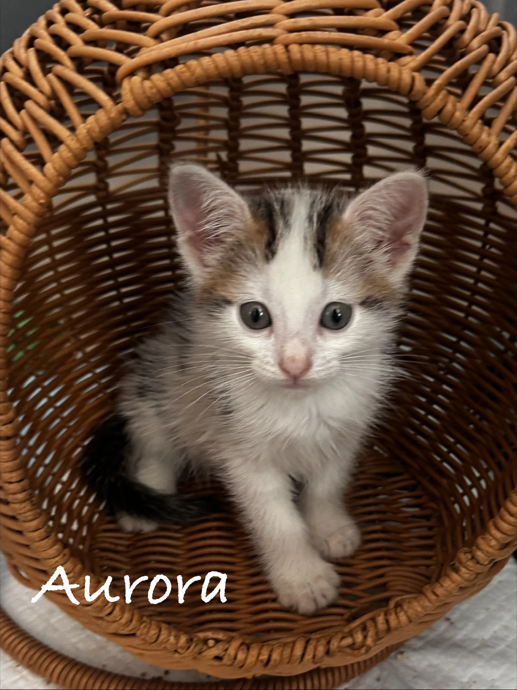 Aurora