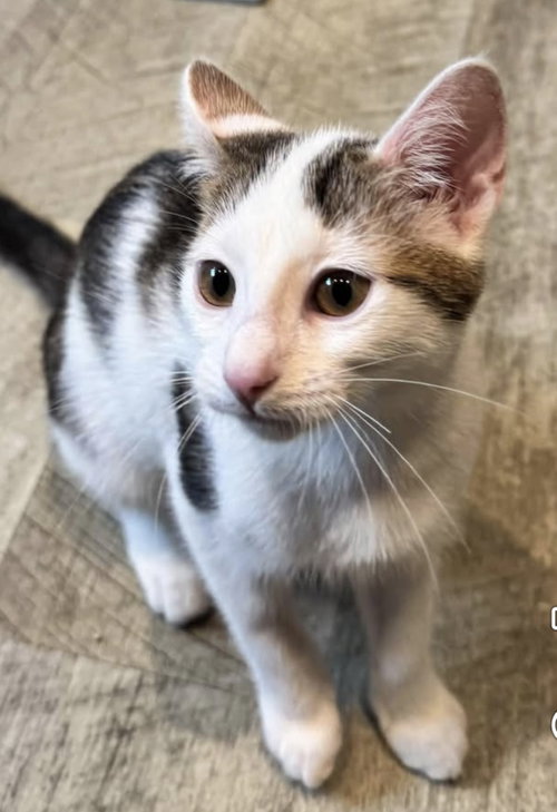 Aurora, a cat for adoption from Helen Sanders Cat Protection and Welfare Society