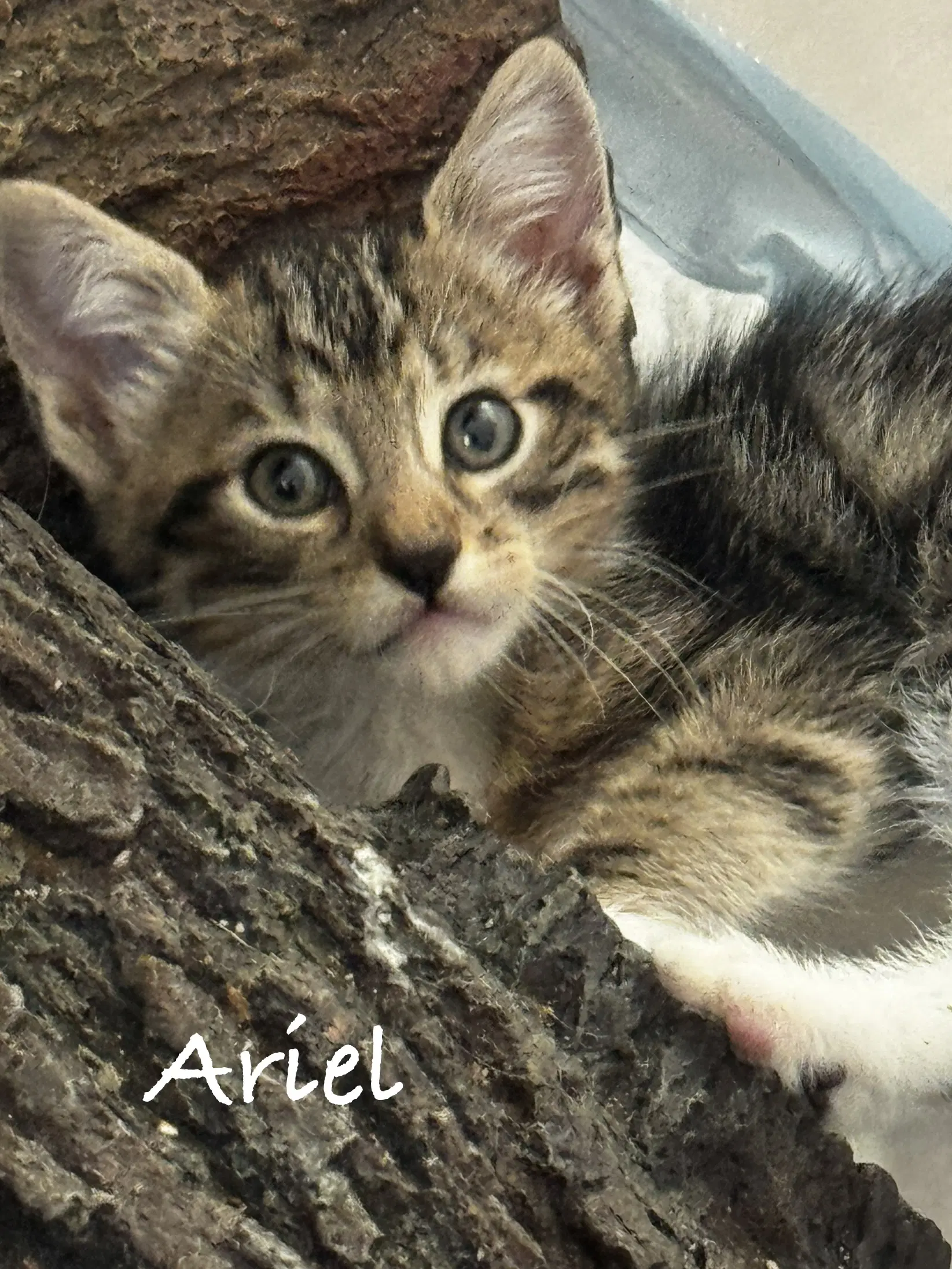 Ariel image 2