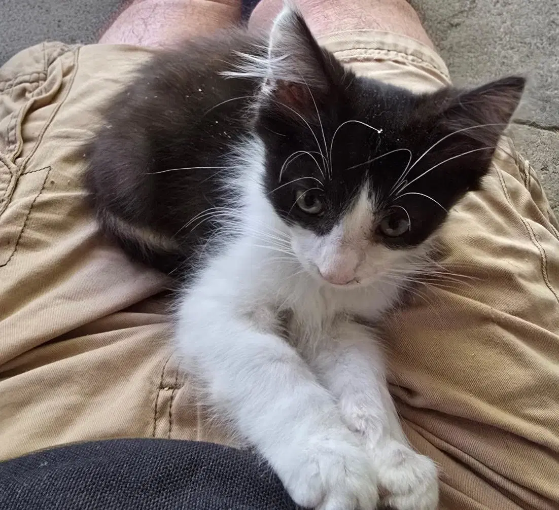 Zz Thurston - Domestic Short Hair