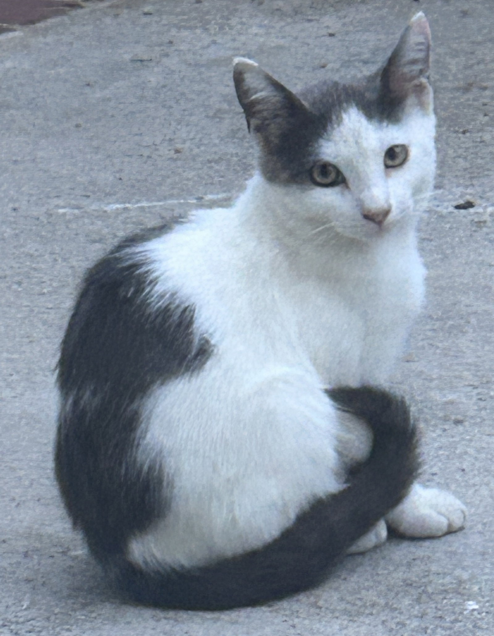 ZZ Marshmallow, photo 2