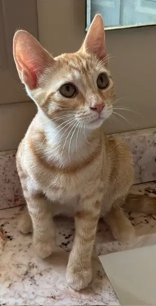 Zz Simba - Domestic Short Hair