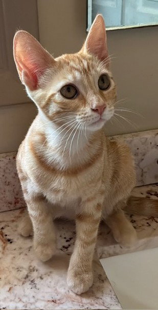 ZZ   Simba