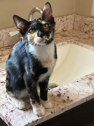 Cali - Domestic Short Hair