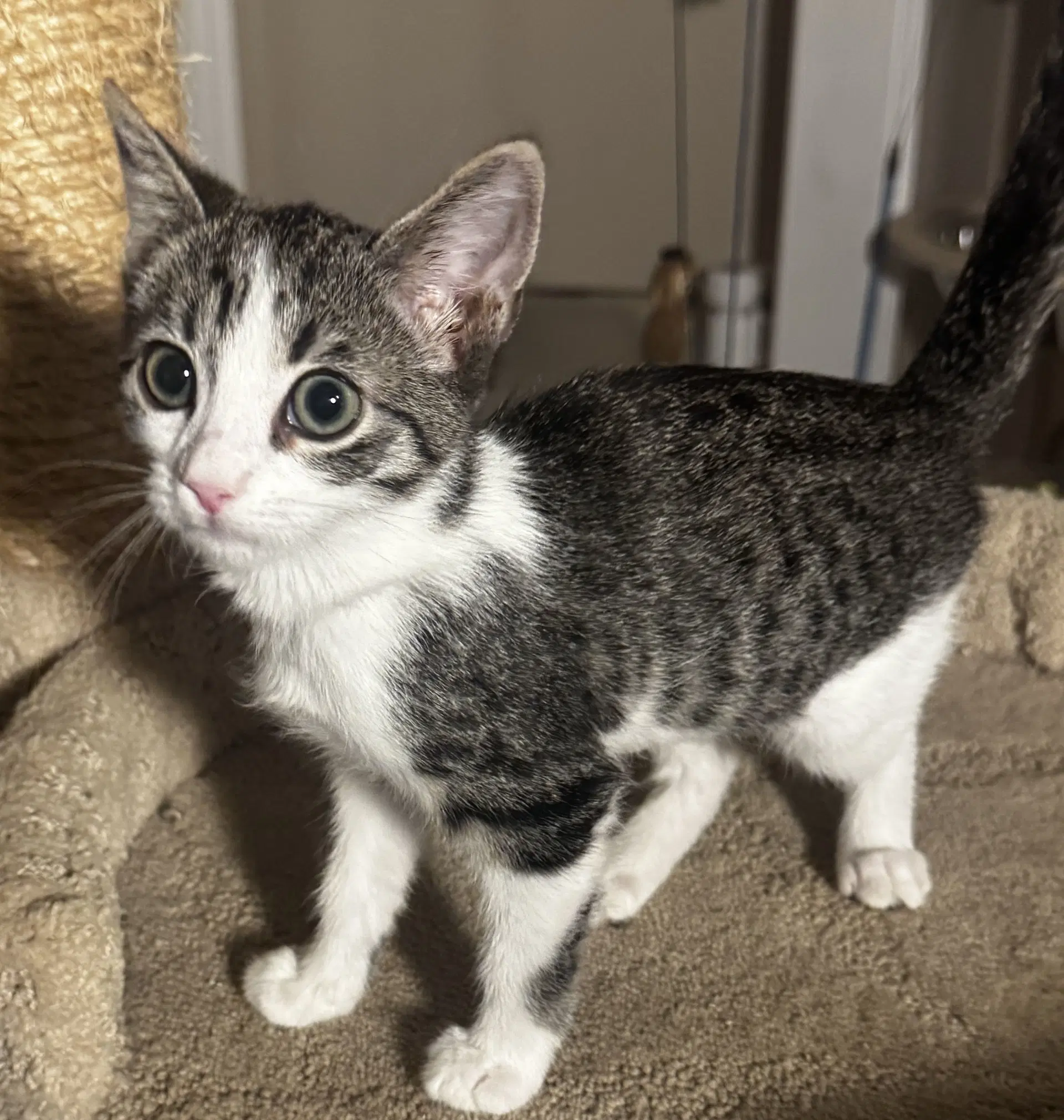 Brioche - Domestic Short Hair