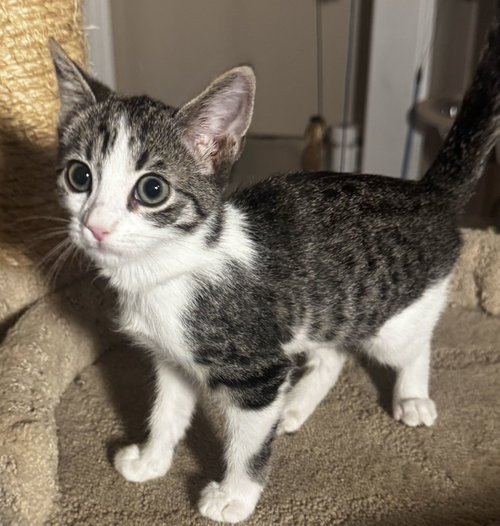 Brioche, a cat for adoption from Helen Sanders Cat Protection and Welfare Society