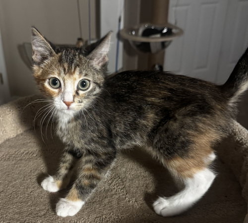 Baguette, a cat for adoption from Helen Sanders Cat Protection and Welfare Society