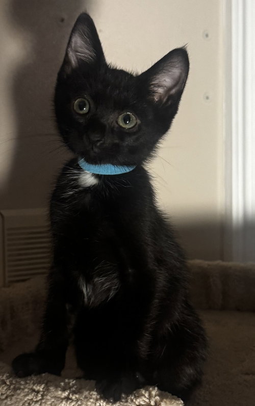 Rogue, a cat for adoption from Helen Sanders Cat Protection and Welfare Society
