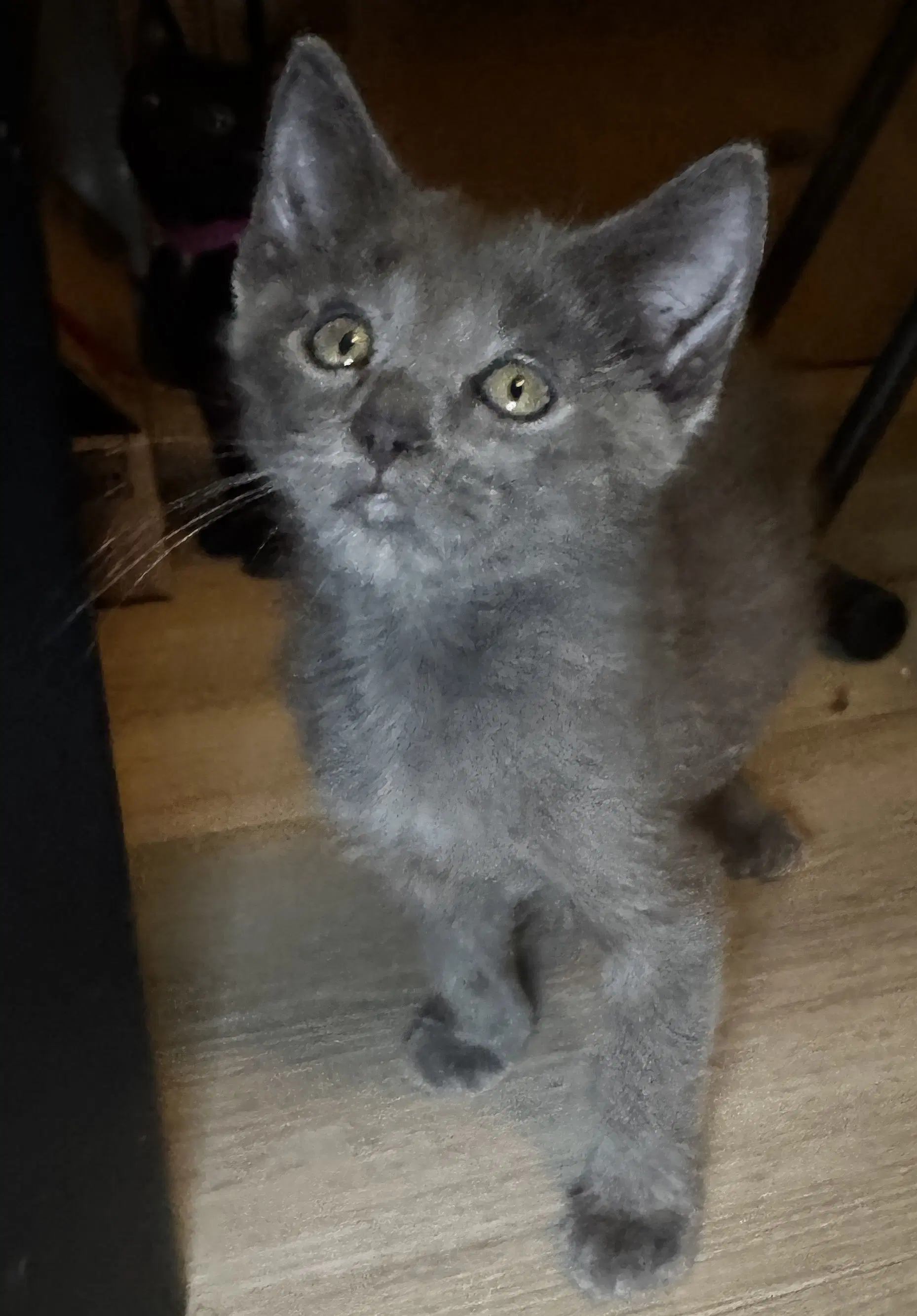 Leo - Domestic Short Hair
