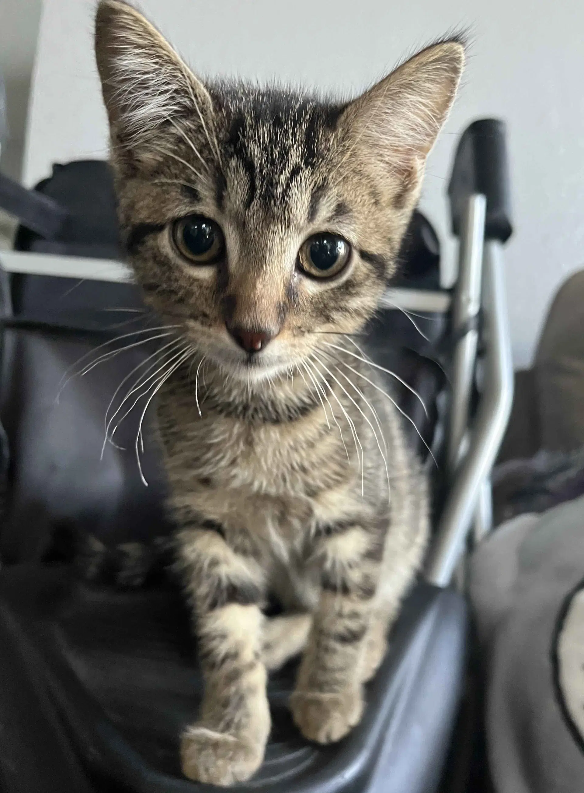 Meringue - Domestic Short Hair